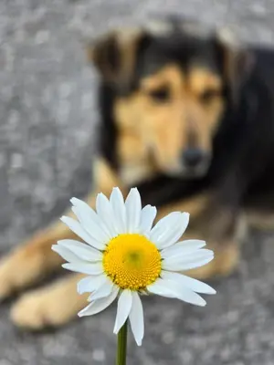a dog laying down behind a white flower at Riverstone Retreat in Jajce