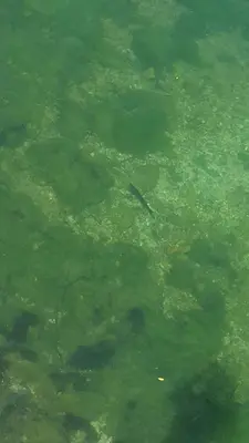 a fish is swimming in the murky water at Vacation home SAJRA in Kulen Vakuf
